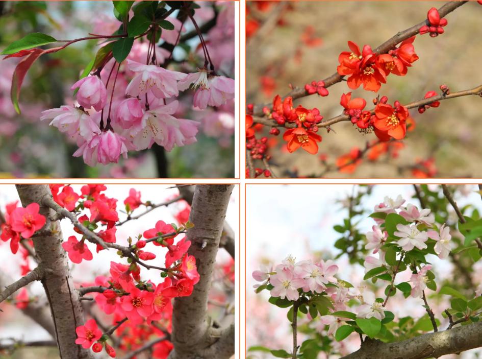 藁城廉州湖首届梨花风筝节,藁城廉州湖梨花节庙会