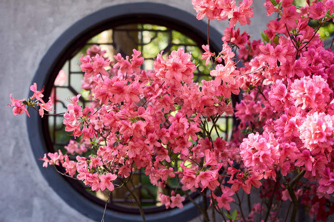 春季各种花的吃法,鲜花头花做法大全