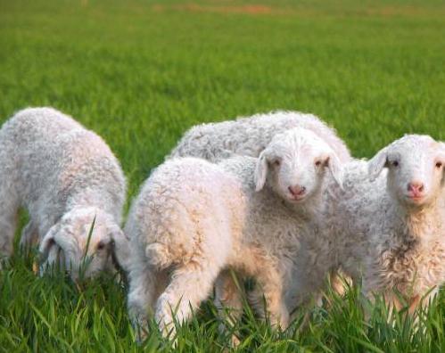 想拥有赵丽颖同款肌肤?这款澳洲绵羊油,冬天也能焕发“新肌”