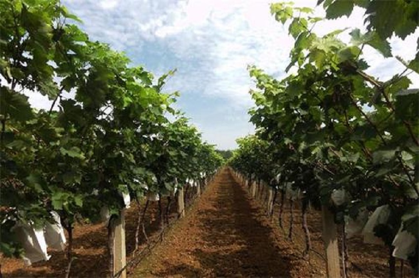 巨峰葡萄果腐病防治,巨峰葡萄黑腐病治疗