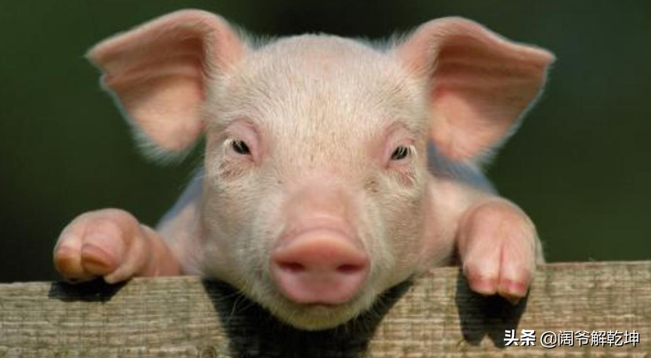 生肖鼠与生肖马共事运势如何,十二生肖每日运势大全属虎