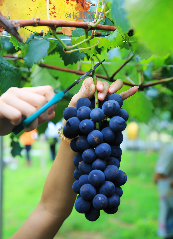 日本最顶级的清酒是怎么做的,日本清酒酿造的地方