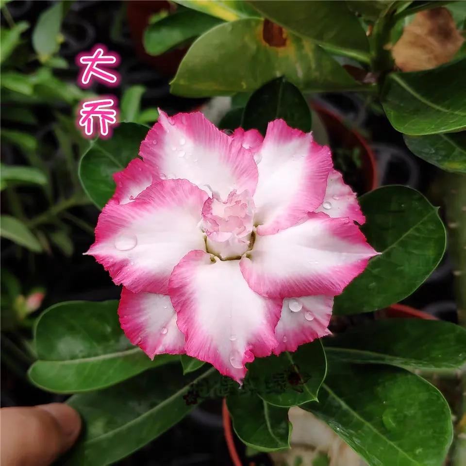 84个沙漠玫瑰品种，收起来慢慢看，待到来年春天选几种喜欢的养