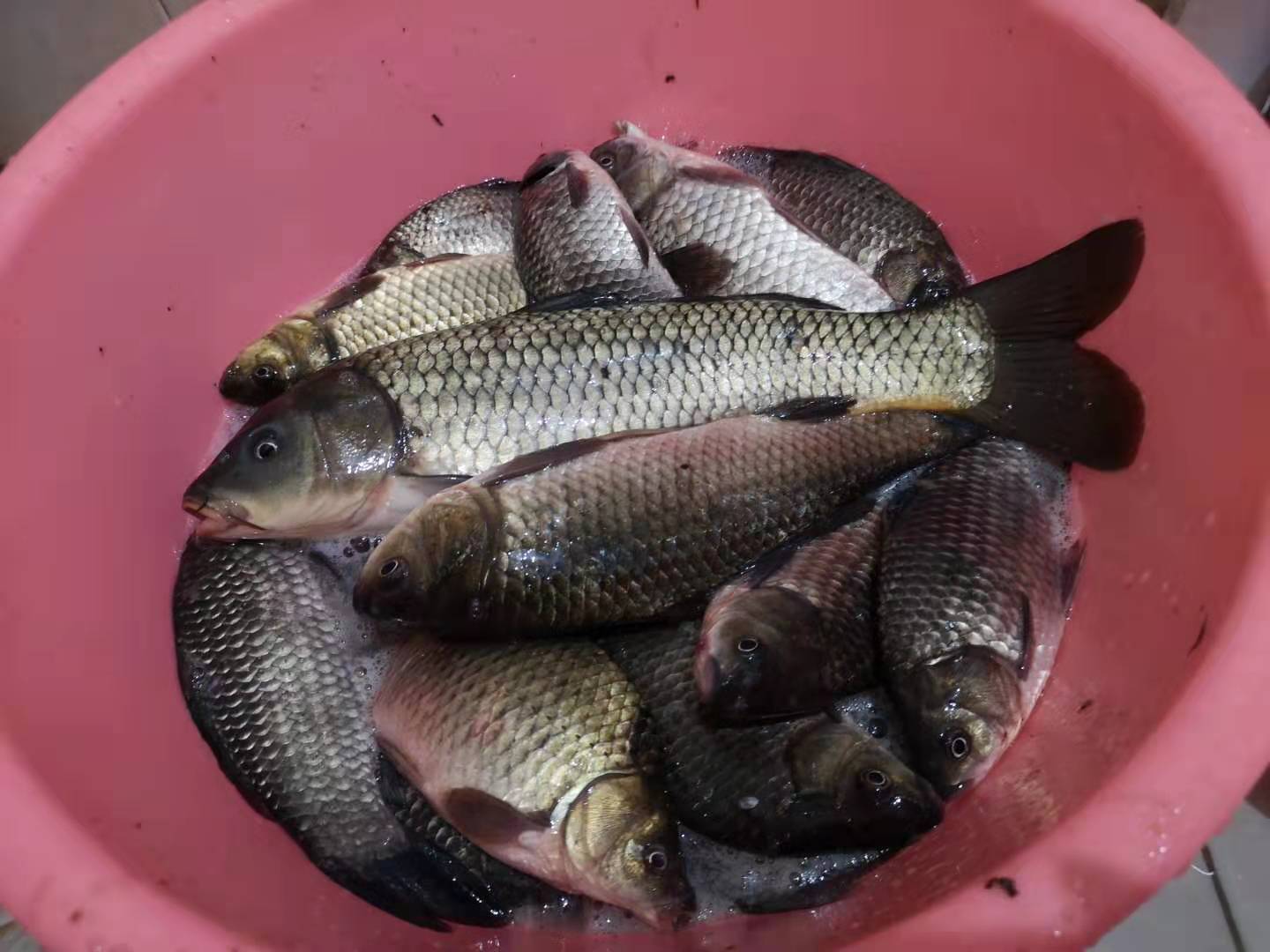 单竿单钩钓鱼可以在禁钓区钓鱼吗,禁钓区域可以钓单线单钩吗