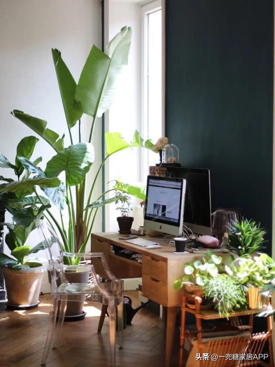 手残党绿植大全,给大家推荐几款超好养的绿植