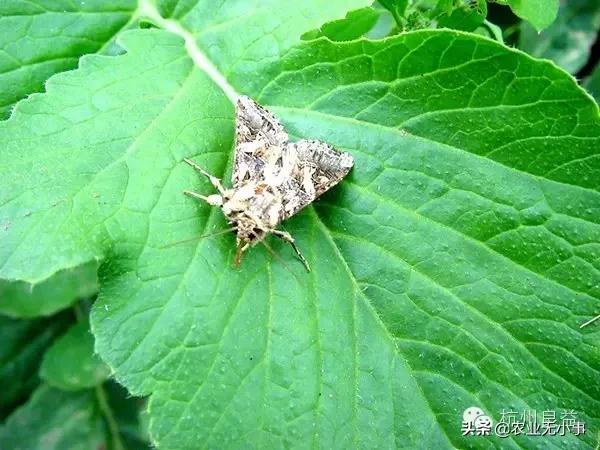 新版西瓜病虫害解决方案,2020西瓜病害视频