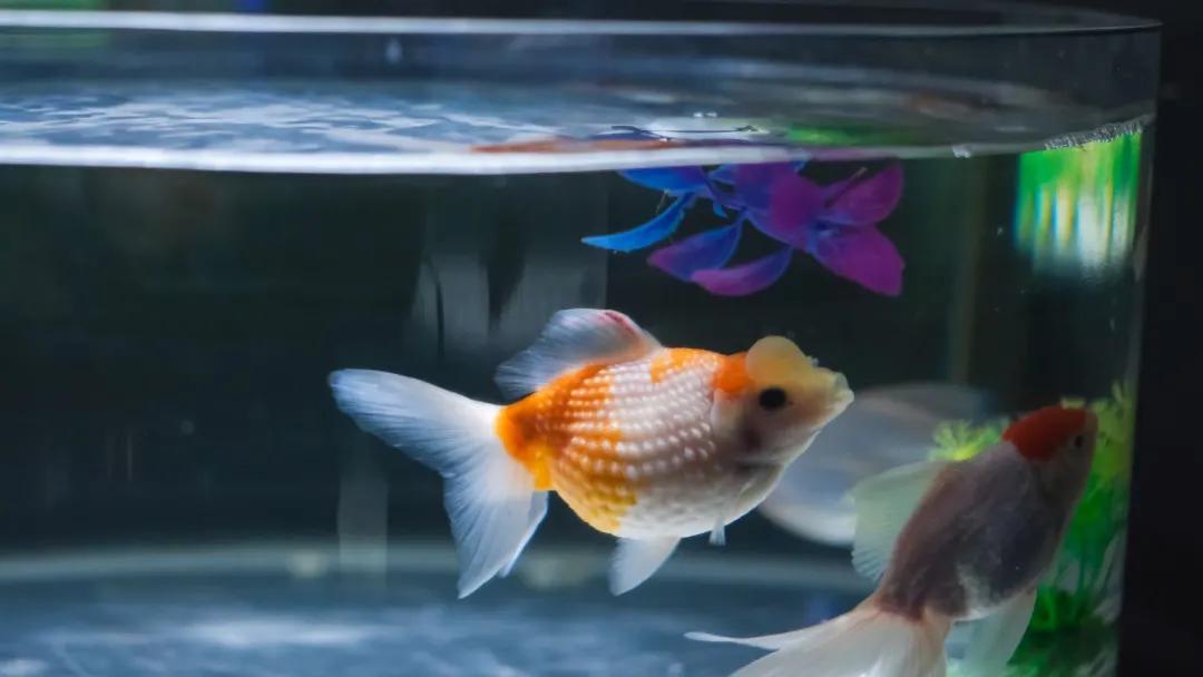 闽侯国潮金鱼博物馆,国潮金鱼博物馆