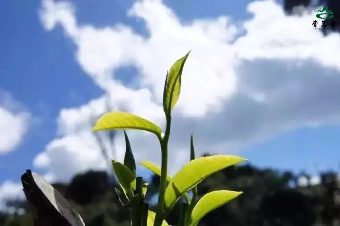 醇厚绵长，茶气强劲，价格却只有老班章四分之一的布朗卫东