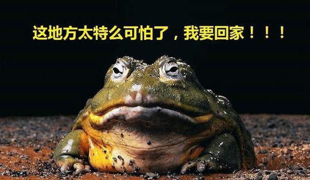 外来入侵物种巴西龟,巴西龟是不是中国外来入侵物种