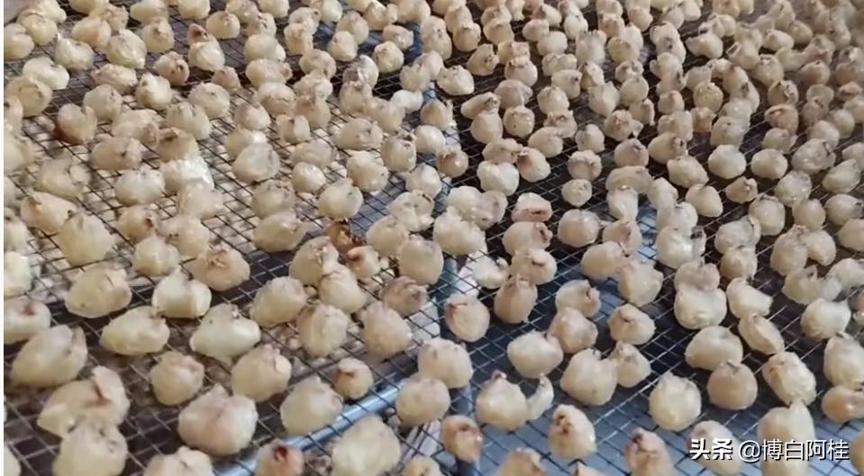 中国桂圆之乡,农人优选广西博白桂圆