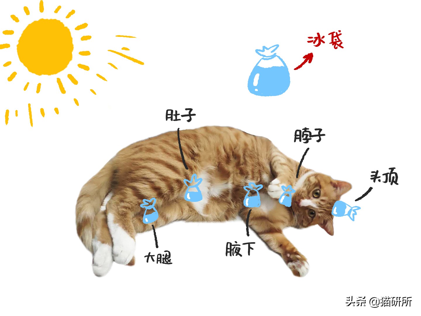 猫咪中暑急救,猫防中暑最好的方法