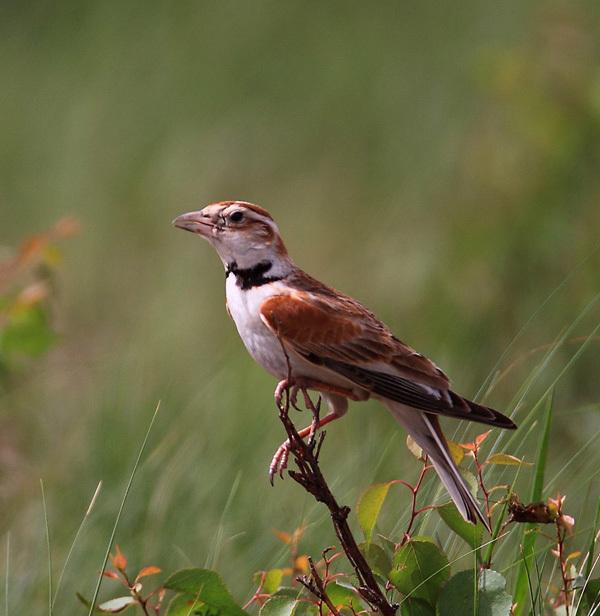 百灵鸟压口完整视频,百灵鸟怎么能压上蛋口