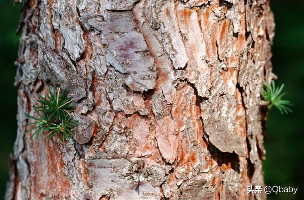 防脱育发洗发水成分表,生发固发洗发水成分表