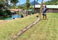 巨蟒蛇是不是世界上最大的巨蟒,巨蟒最长能达到500米