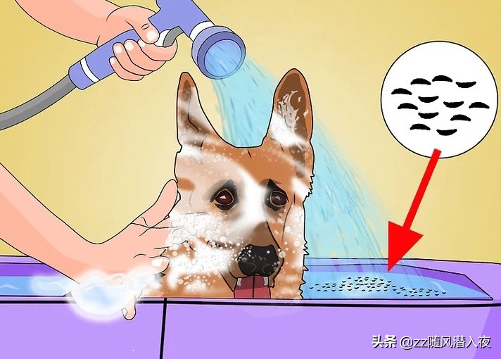 如何用洗洁精消灭跳蚤,如何用洗洁精去油