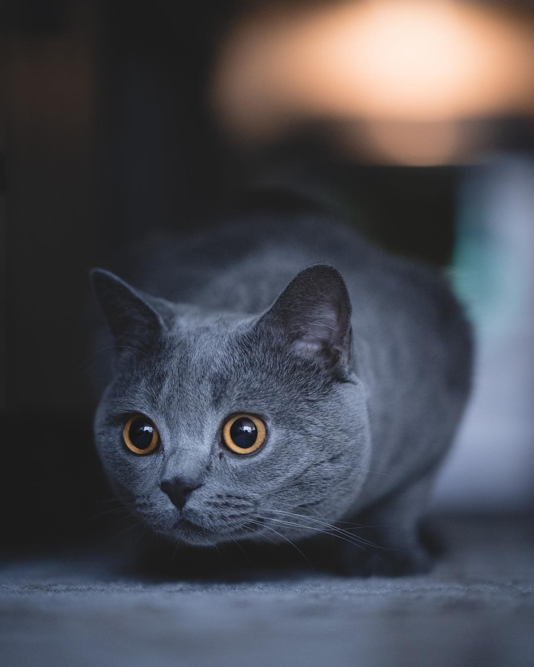 猫咪老是挠主人脚如何避免,猫无聊时的7种表现