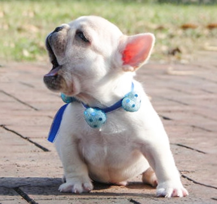 法国斗牛犬性格,法国斗牛犬的性格特征