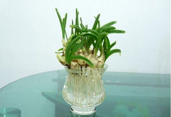 水培水仙花的养殖方法和技巧图解,水培水仙花的养殖方法