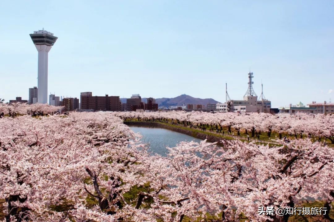 日本樱花季是八月几号,2020年日本樱花花期表