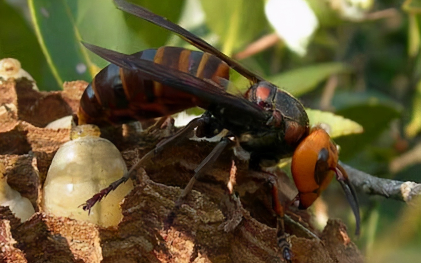 广西马蜂蜇伤事件,扫墓被马蜂蜇死
