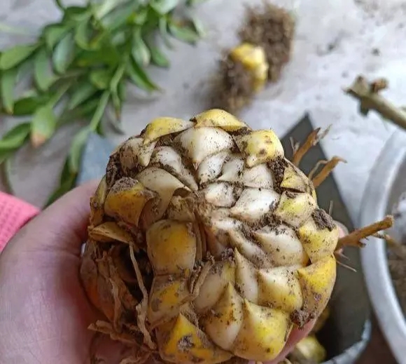 百合花开花后养殖方法,百合花开完花就挖花球了吗