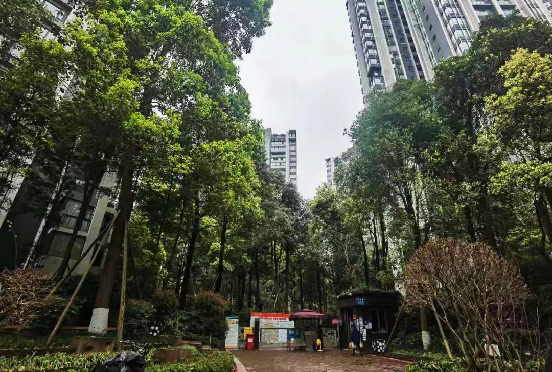 内金沙即将上新,值不值?