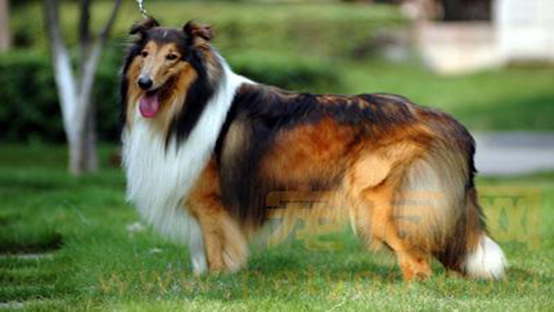 苏牧购买,哪里可以买到正宗的苏牧