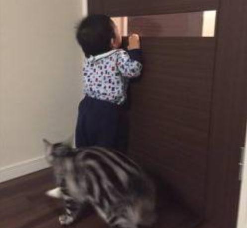 猫咪调皮不听话给它关房间怎么样,猫咪调皮被关小黑屋后不喊不叫