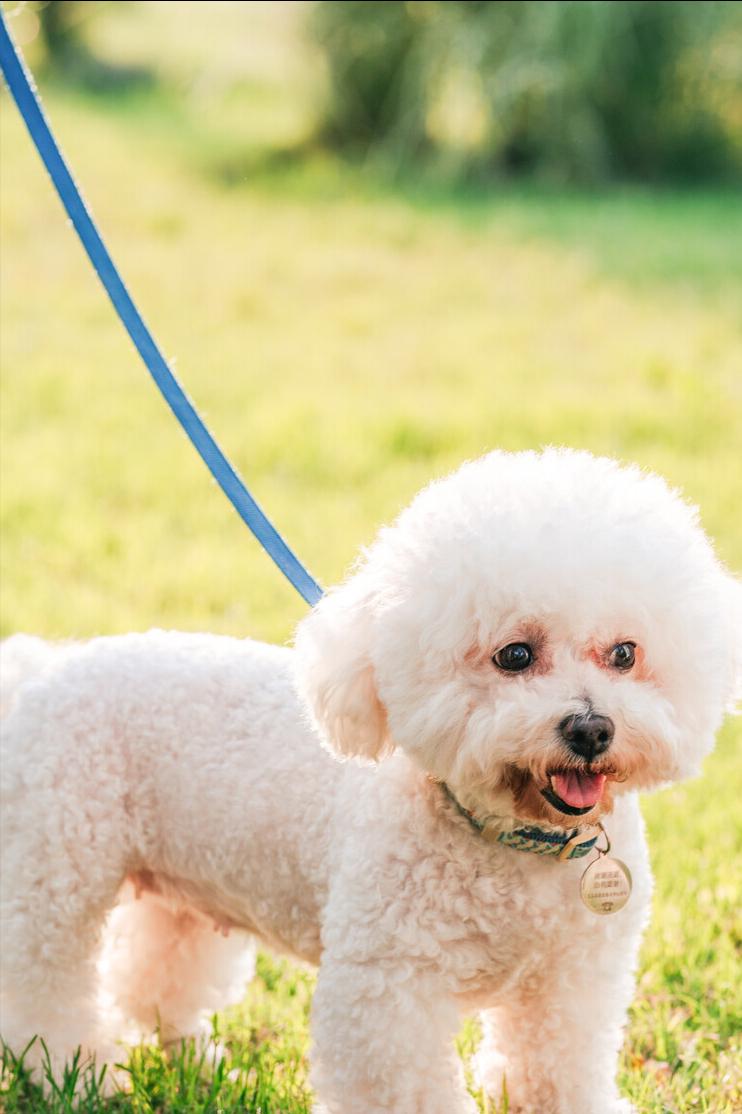 比熊犬多少斤算是标准体重,比熊犬的标准体重是多少