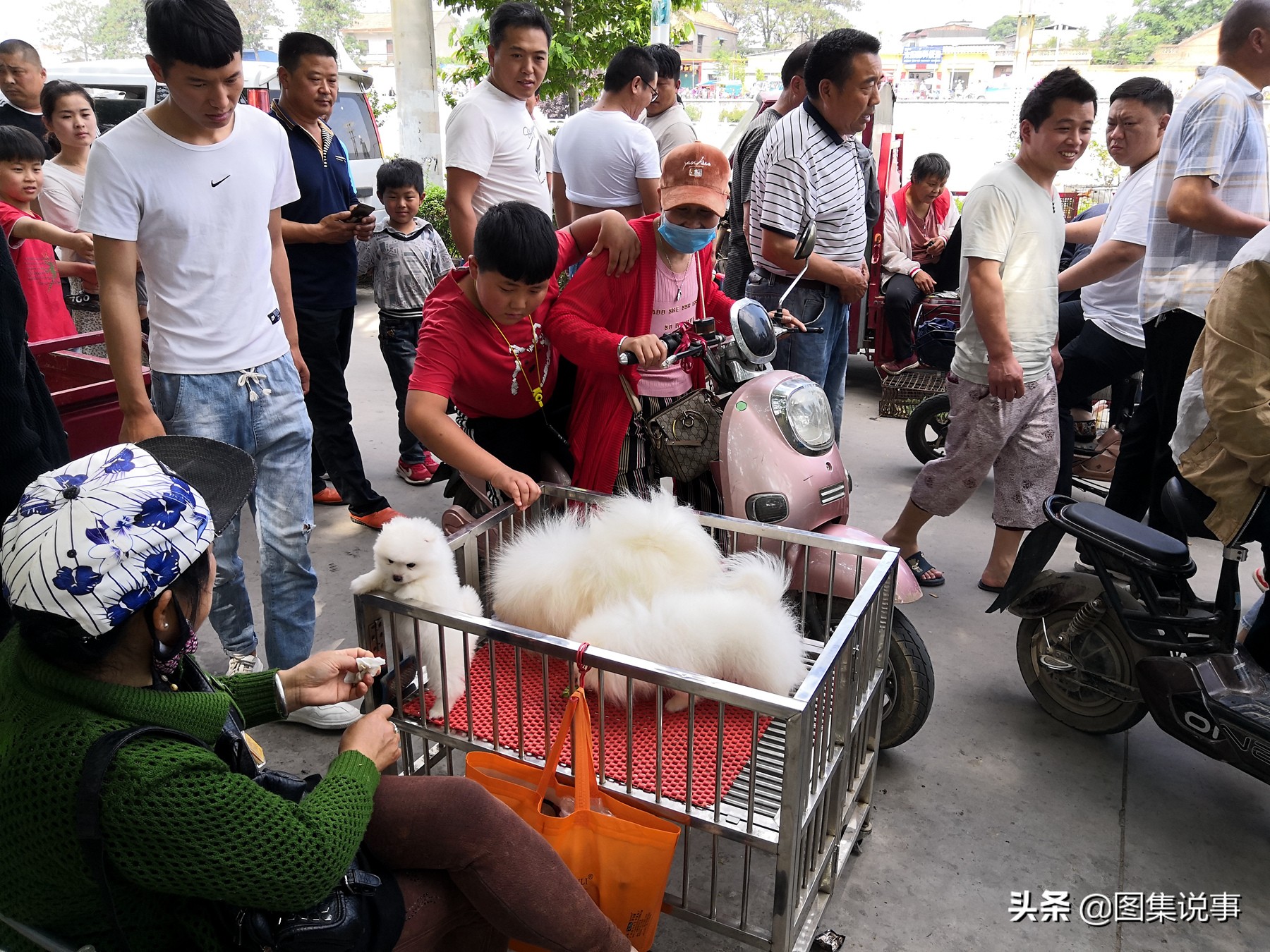 宠物狗市场博美犬真实价格,200元一只博美犬同城购买