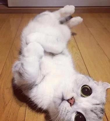 猫和同体型小老虎,猫咪从小和老虎长大后的样子