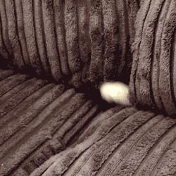 如果一直盯着时间看会发生什么,为啥不能盯着猫咪的眼睛看