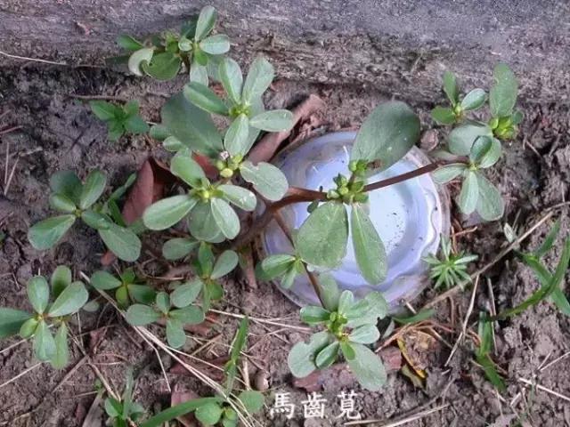 人越老越喜欢回忆过去,人一旦老了就特别爱回忆