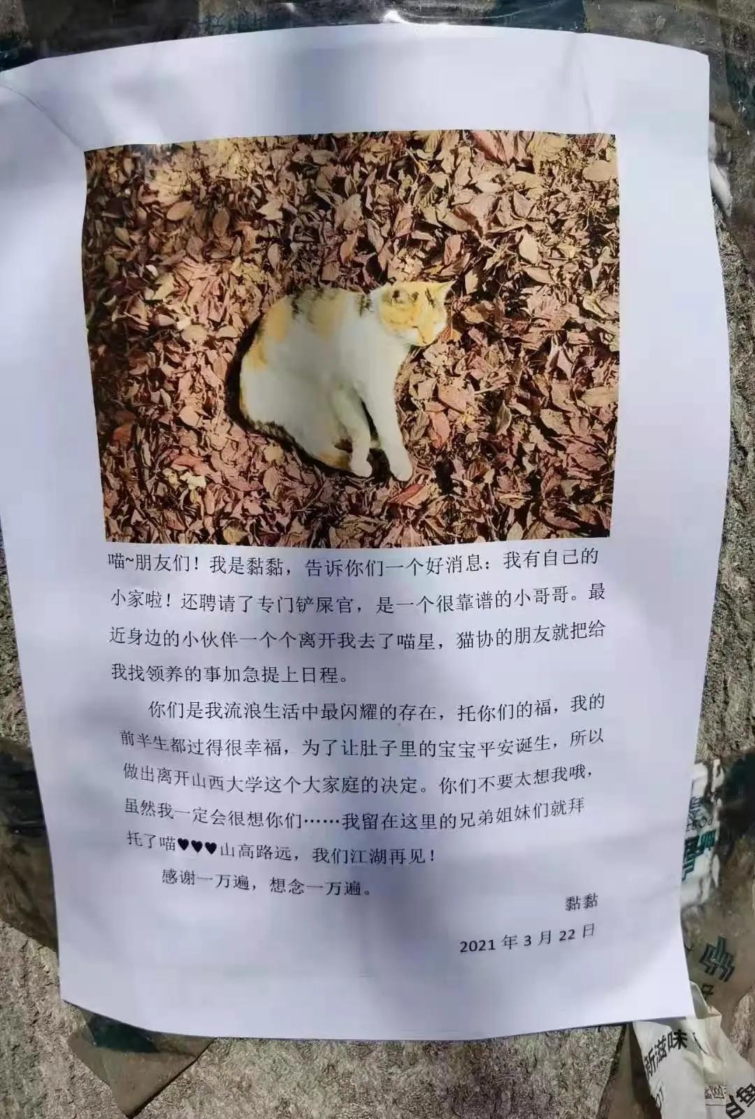 在宿舍养猫很后悔,为什么不能在宿舍养猫