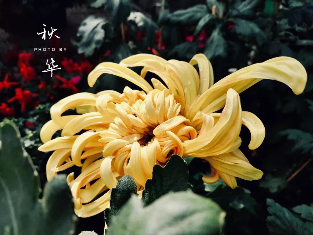 一入秋西安就美成长安,一入秋杭州就美成临安