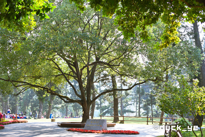 厦门网红拍照打卡地高铁,厦门旅游网红拍照