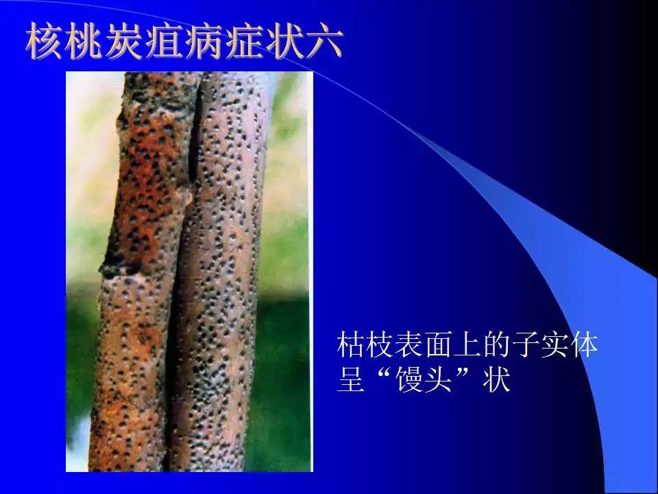 如何识别植物炭疽病和叶斑病,植物炭疽病的介绍