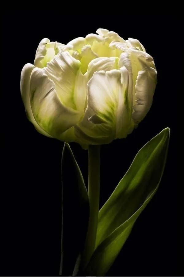 月季花的花花世界,郁金香的花海视频