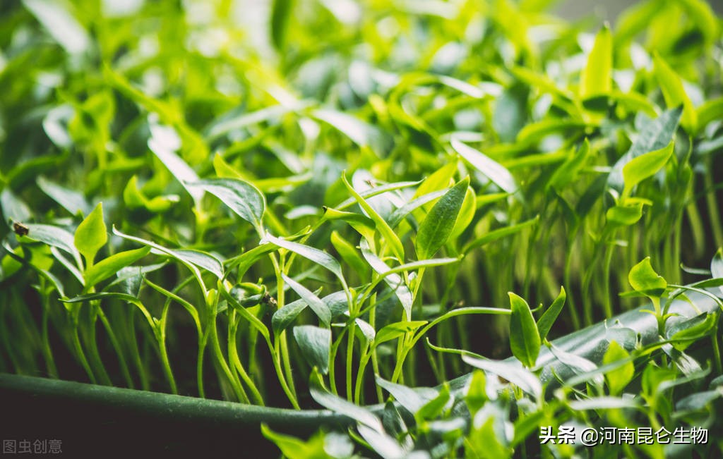 辣椒烂根原因和防治,辣椒烂根用什么方法处理