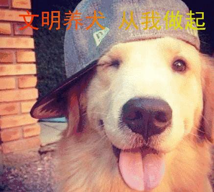 女子报警说家门口有恶犬,女子报警家门口有恶犬