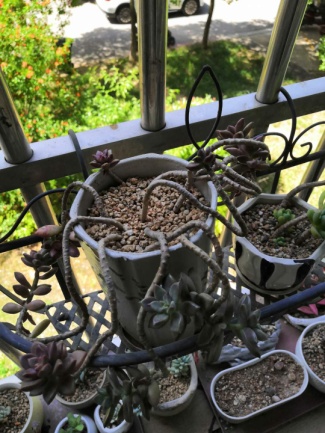 从鼻屎苗到老桩，时光里的蜕变