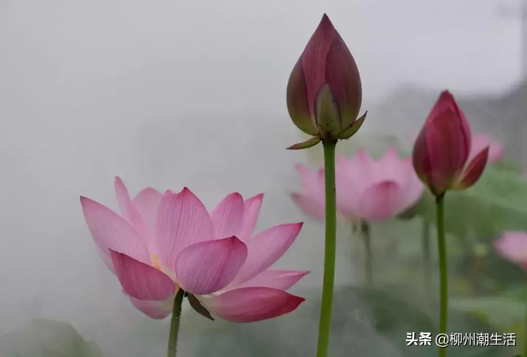 柳州哪里有免费花海,柳州花海紫荆花真实视频