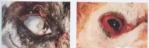 牛结膜炎怎么治疗最好,牛结膜炎用什么药