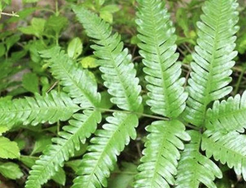 小溪边生长有什么植物,最常见的凤尾蕨