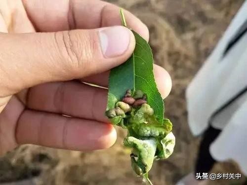 氨基寡糖素可以治桃树缩叶病吗,辛菌胺醋酸盐对桃树缩叶病有效吗