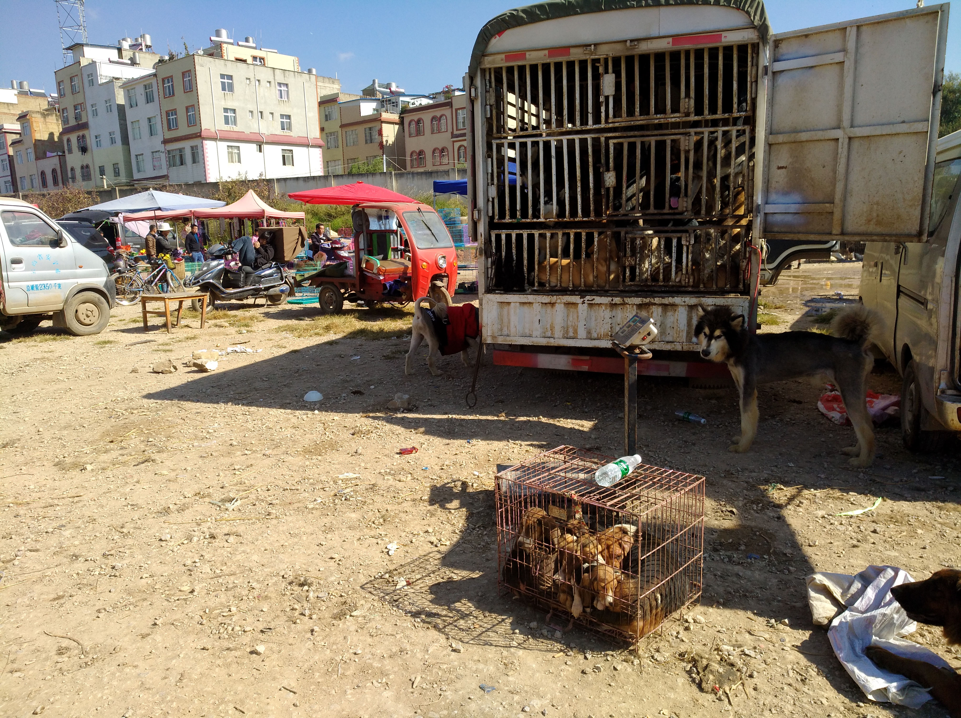 狗市狗哪儿来的,狗市的介绍