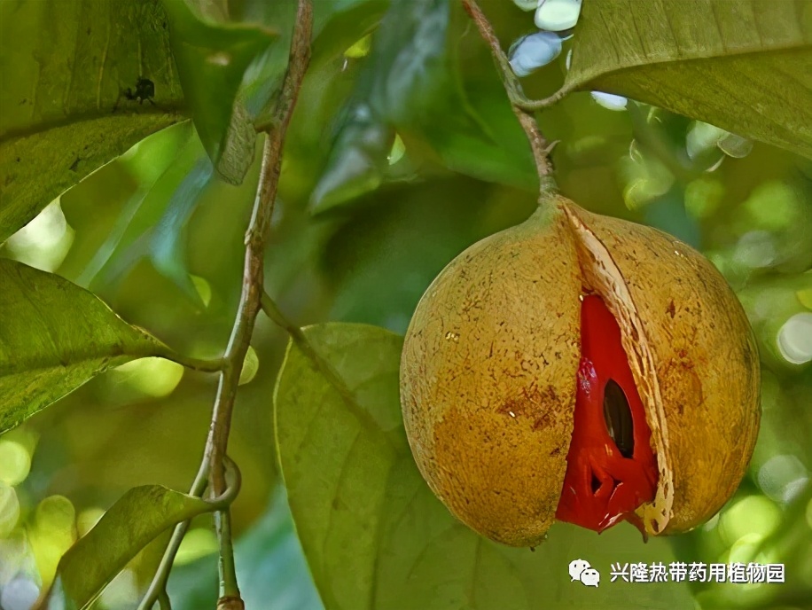 南药科普视频,南药科普