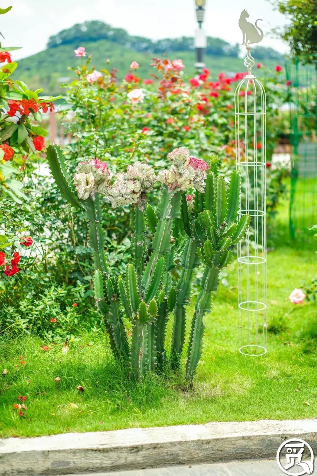 深圳「废弃染布厂」变废为宝，化身“湖畔花园”美若世外桃源！