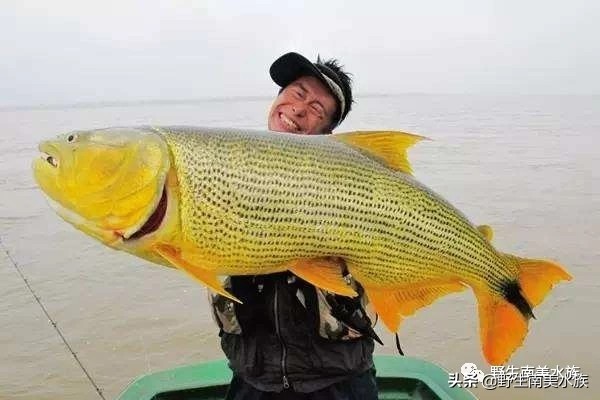超大黄金河虎鱼,野生黄金河虎鱼