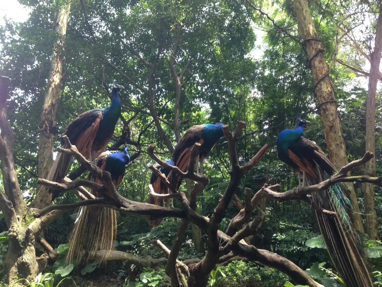 广州长隆野生动物世界游记300字,广州长隆野生动物园游记